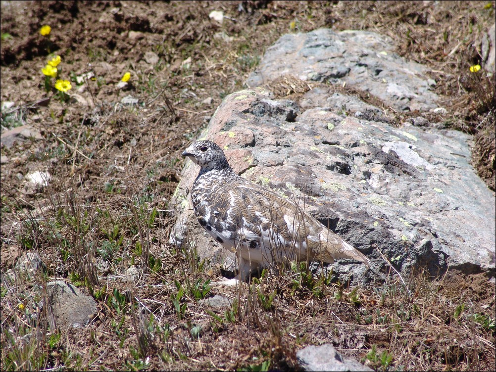 Ptarmigan